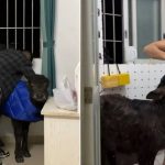 屋内养牛作伴引热议 中国男子: 时刻提醒自己别甘心做“ 牛马”-彩金特邀-免费彩金-白菜论坛